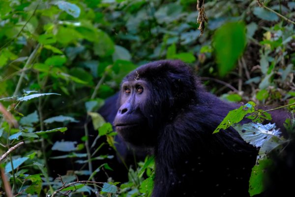 Chimpanzee Trekking RHU 2023